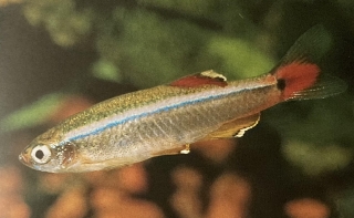 tanichthys albonubes mâle ou faux néon ou vairon de Chine.